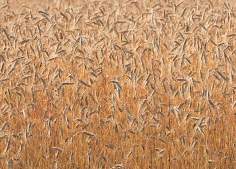 Kekri maanantaina 20. marraskuuta